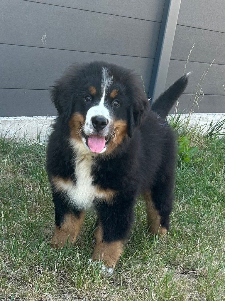 Asthonn du clos de l'envolée sauvage