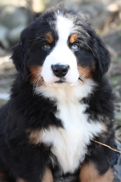 Chiot Elevage Du Clos De L Envolee Sauvage Eleveur De Chiens Bouvier Bernois