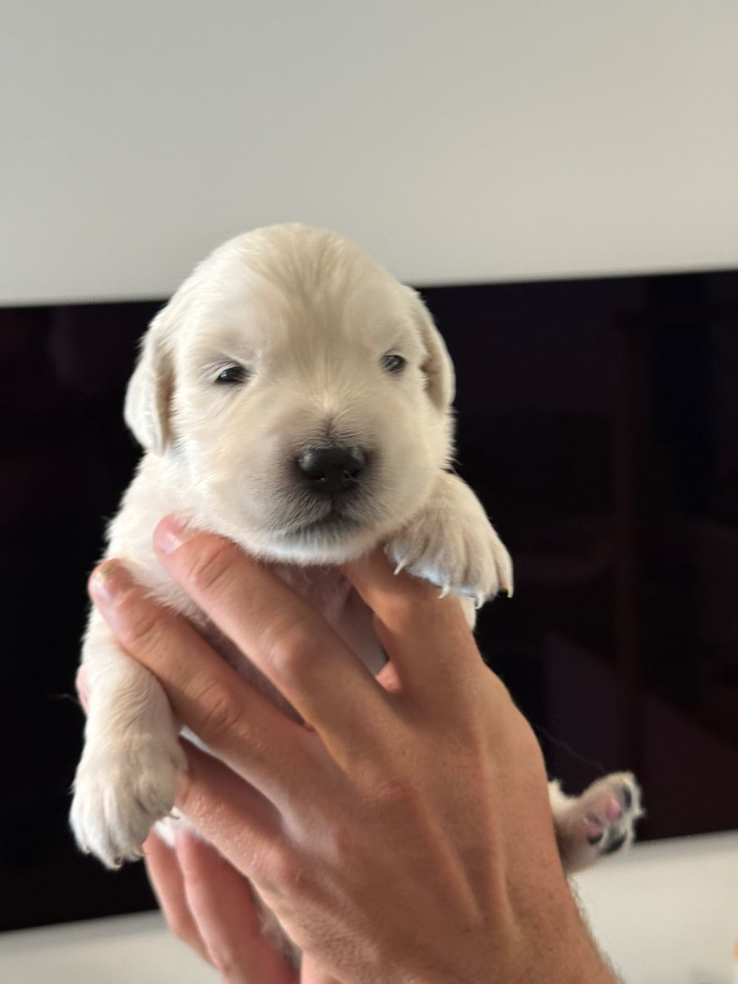 Chiot N°5
