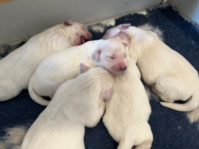 Les chiots de Golden Retriever