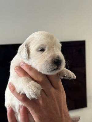Les chiots de Golden Retriever