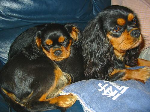 Publication : des Rubis de lady C