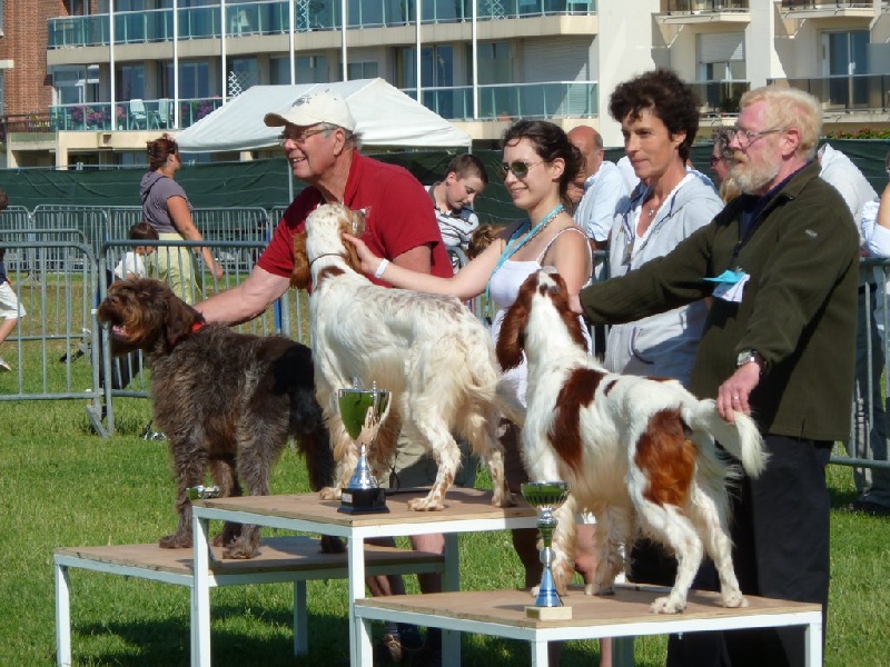 TR. CH. Booster (Sans Affixe) - Meilleur de Race,meilleur Champion,3ième 7 groupe Ring d'honneur