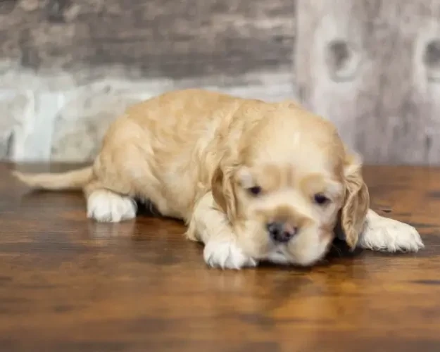 Mâle Collier Marron