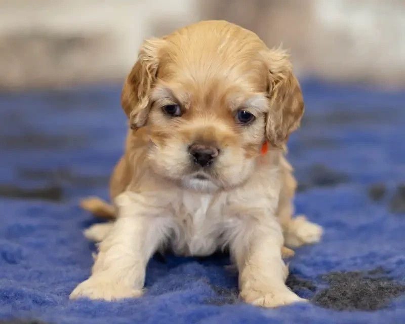 American Cocker Spaniel - rainbow colors