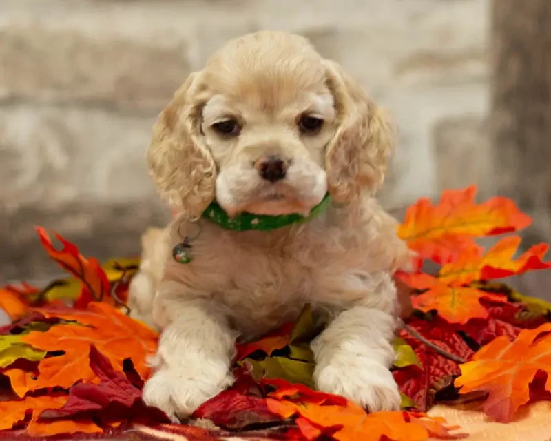 American Cocker Spaniel - rainbow colors