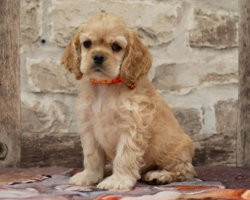 Mâle Collier Orange
