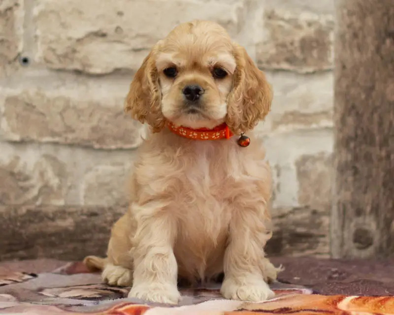 American Cocker Spaniel - rainbow colors