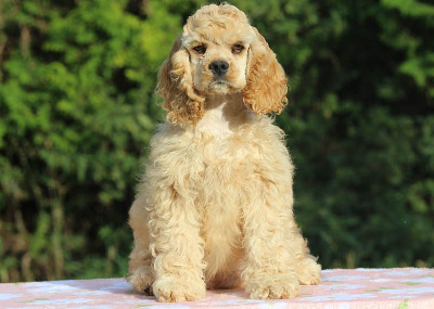Les chiots de American Cocker Spaniel
