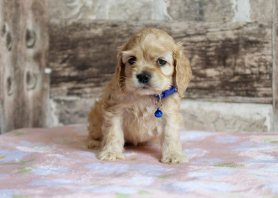 Les chiots de American Cocker Spaniel