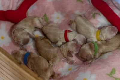 Les chiots de American Cocker Spaniel