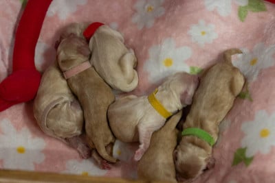 Les chiots de American Cocker Spaniel