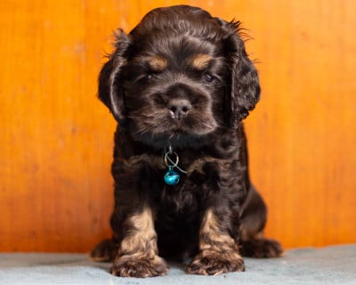 Les chiots de American Cocker Spaniel