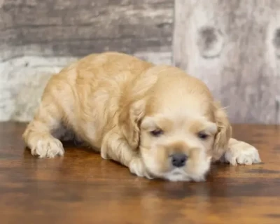 Les chiots de American Cocker Spaniel
