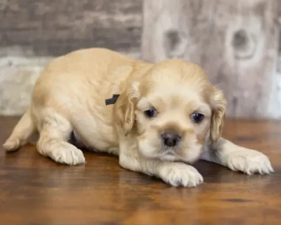 Les chiots de American Cocker Spaniel