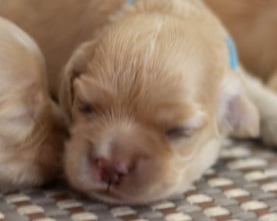 Les chiots de American Cocker Spaniel