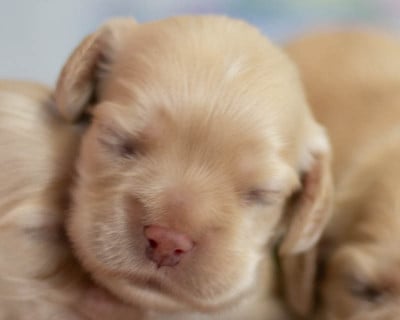 Les chiots de American Cocker Spaniel