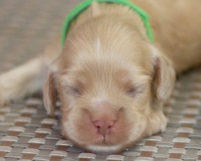 Les chiots de American Cocker Spaniel