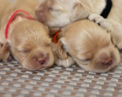 Les chiots de American Cocker Spaniel