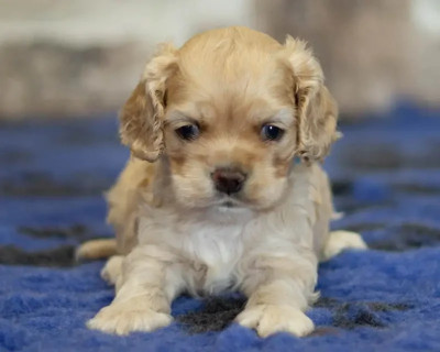 Les chiots de American Cocker Spaniel