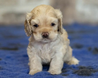 Les chiots de American Cocker Spaniel
