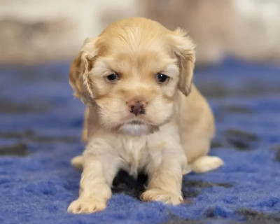 Les chiots de American Cocker Spaniel