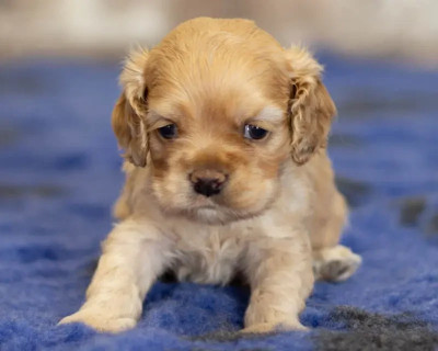 Les chiots de American Cocker Spaniel