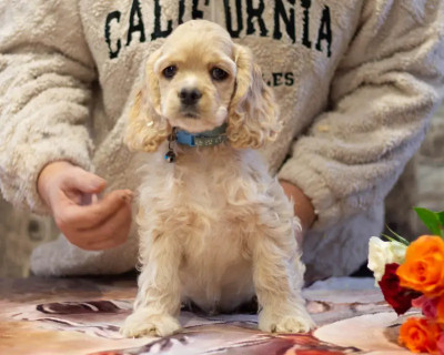 Les chiots de American Cocker Spaniel
