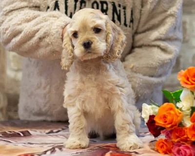 Les chiots de American Cocker Spaniel