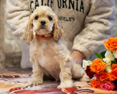 Les chiots de American Cocker Spaniel