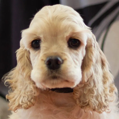 Les chiots de American Cocker Spaniel
