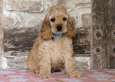 Les chiots de American Cocker Spaniel