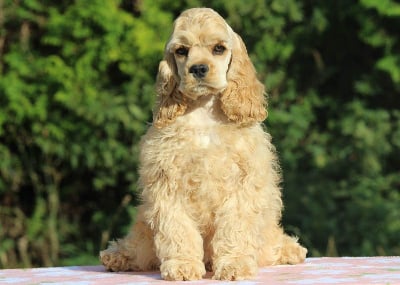 Les chiots de American Cocker Spaniel