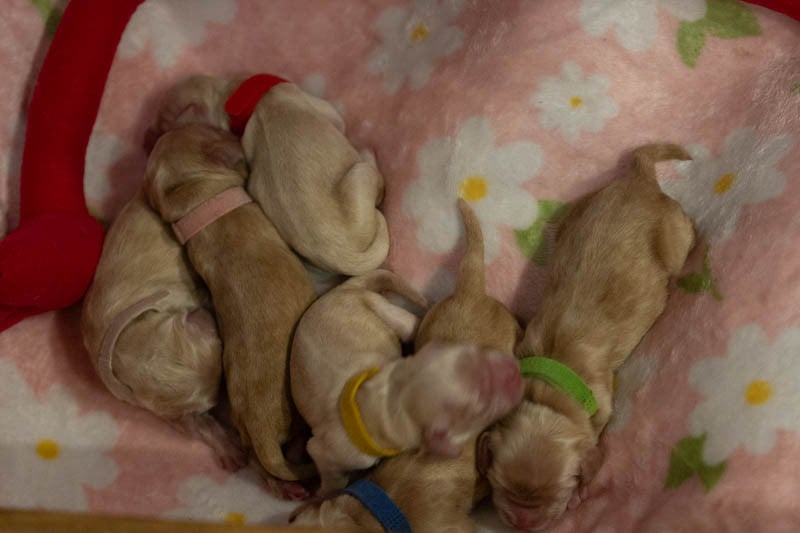 American Cocker Spaniel - rainbow colors