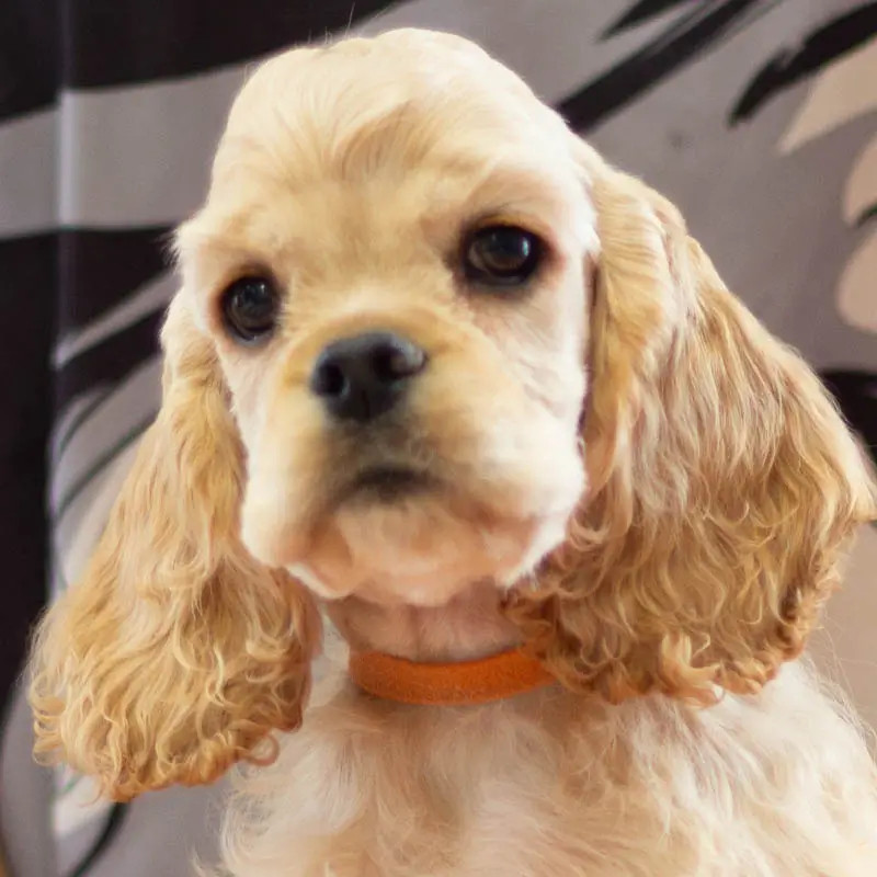 American Cocker Spaniel - rainbow colors