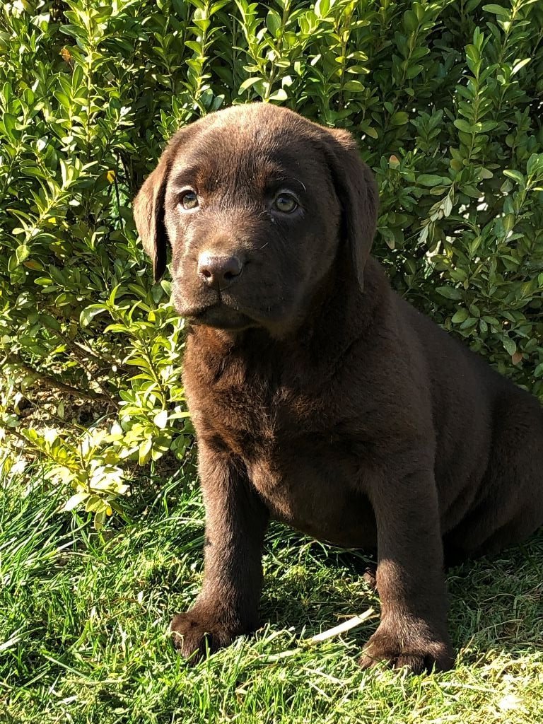 Labradors Des Vallees De Galway