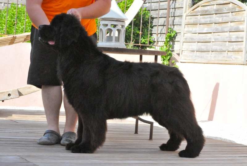 Fraise des bois Du clos des abysses de provence