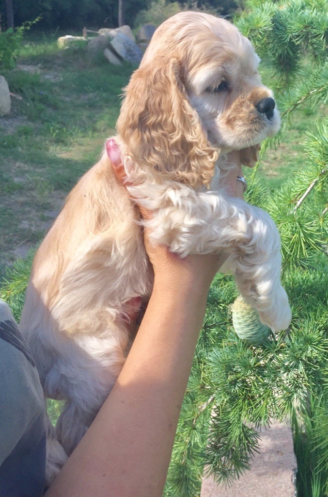 Chiot American Cocker Spaniel, mâle disponible en Provence