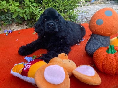 Les chiots de American Cocker Spaniel