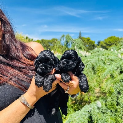 Les chiots de American Cocker Spaniel