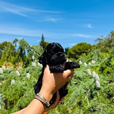 Les chiots de American Cocker Spaniel