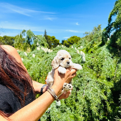 Les chiots de American Cocker Spaniel