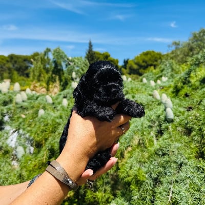 Les chiots de American Cocker Spaniel