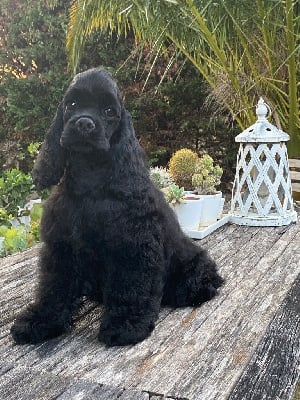 Les chiots de American Cocker Spaniel