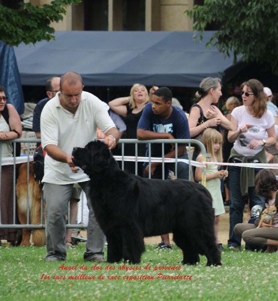 Angel Du clos des abysses de provence - 1er exellente cac bob (meilleur de race)
