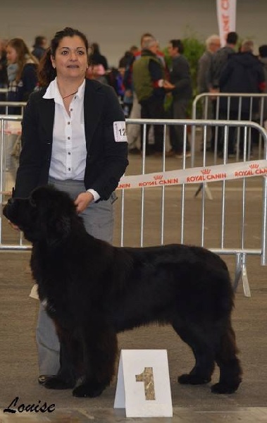 O'kasha asan highland and midnight bear - 1er excellent meilleur jeune