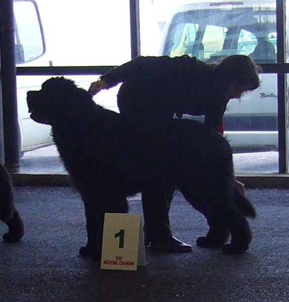 Bambou de jade dit bounty Du clos des abysses de provence - 1° exellent classe jeune male