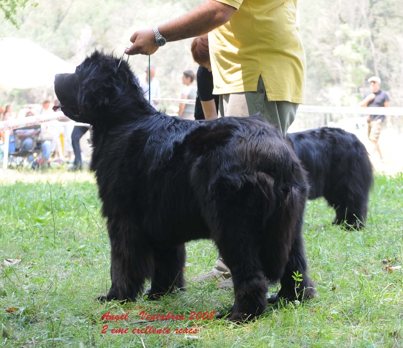 Angel Du clos des abysses de provence - 2 eme exellent rcacs