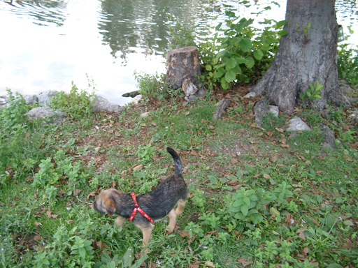 Publication : from Crossing Borders Auteur : R.Kollmann