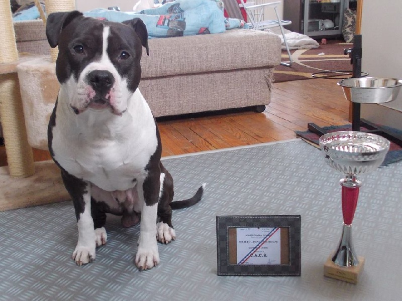 Gold du home molosse - 1er EXCELLENT CACS